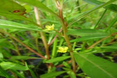 Ludwigia perennis